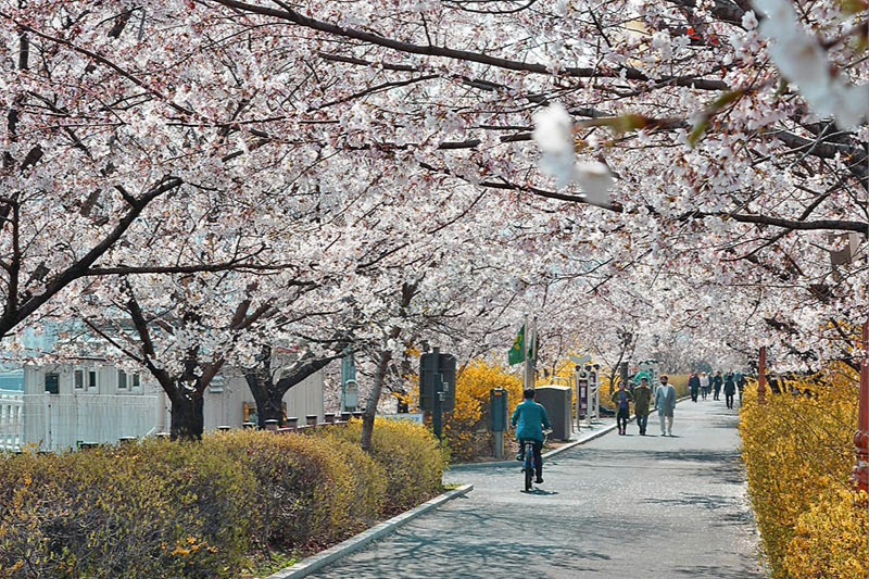 6D4N KOREA CHILL WINTER + 1 DAY FREE & EASY(EX KUL) (E)