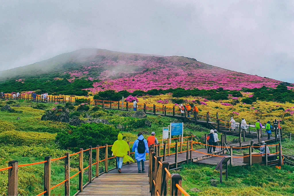 6D4N SEOUL + JEJU ISLAND (EX KUL) (G)