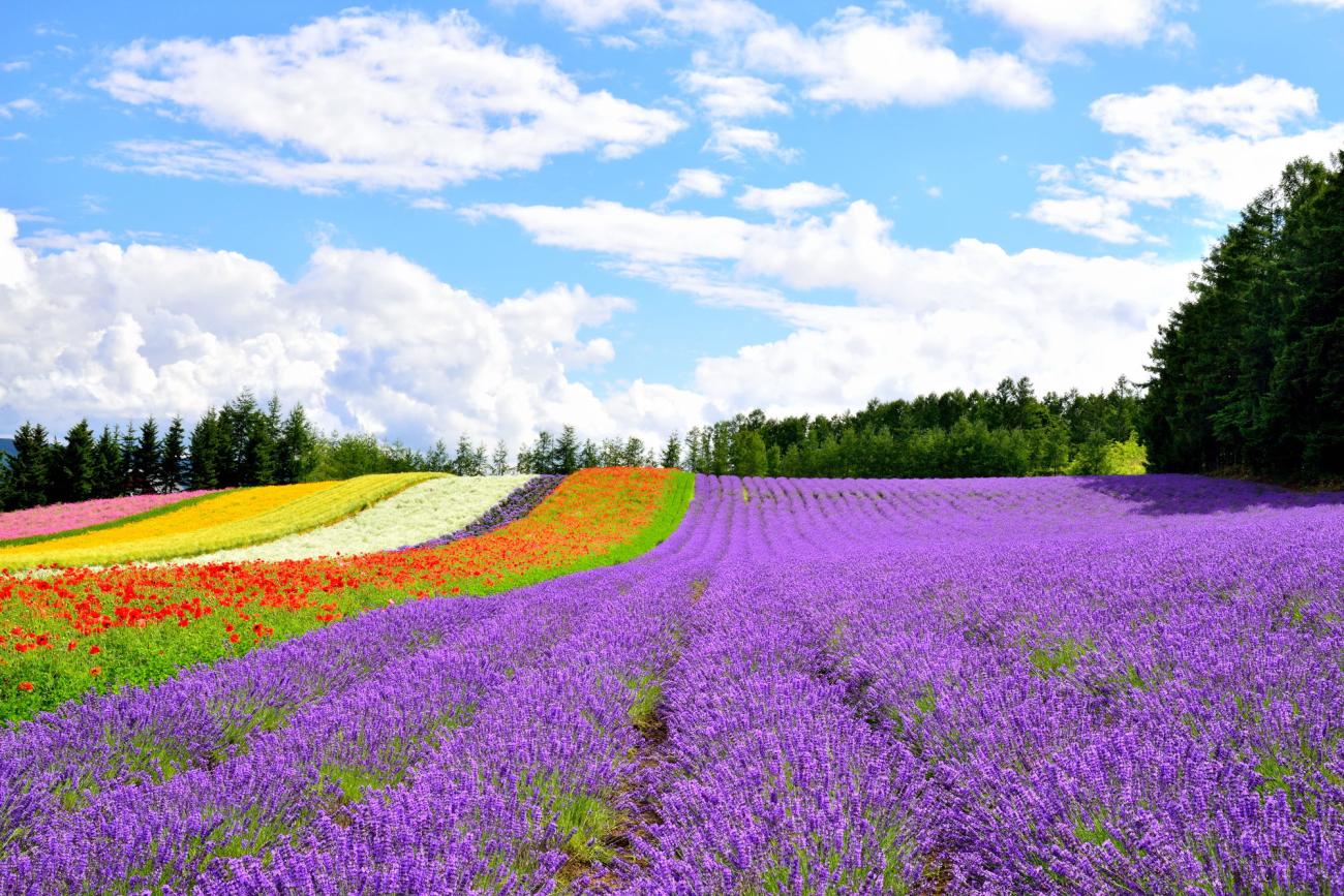 7D5N HOKKAIDO SUMMER SEASON の LAVENDER (EX KUL) (E)