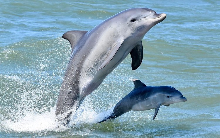 6D4N PERTH + MANDURAH DOLPHIN WITH 2 FREE DAY (EX KUL) (G)